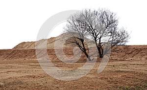 Withered tree and mountains of sand