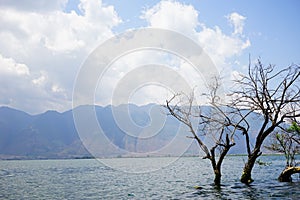 Withered tree in the sea