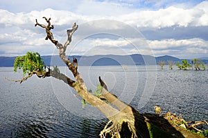 Withered tree in the sea photo