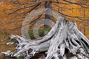 Withered tree stump photo