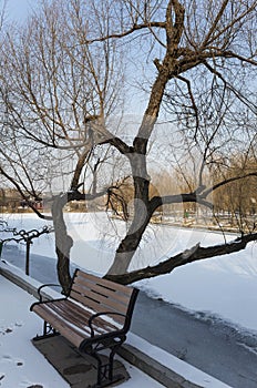 Withered trees and bench