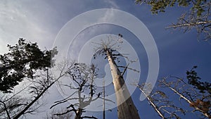 Withered trees in the forest