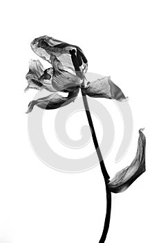 Withered Tulip in black and white photo