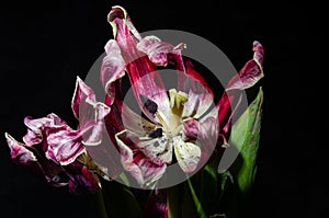 Withered tulip flower isolated on black background