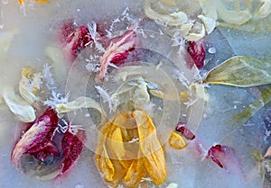 Withered tulip petals in ice
