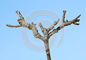 Withered twig