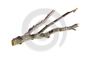 A withered twig on a white isolated background