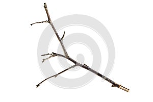 A withered twig on a white isolated background