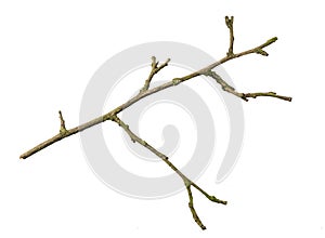 a withered twig on a white isolated background