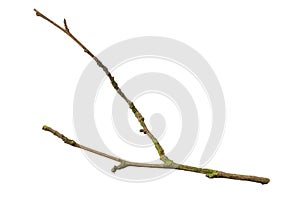 a withered twig on a white isolated background