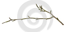 a withered twig on a white isolated background