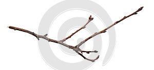 a withered twig on a white isolated background