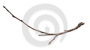 a withered twig on a white isolated background