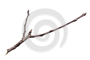 a withered twig on a white isolated background