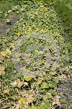 Withered vines of cucumbers twist on the ground