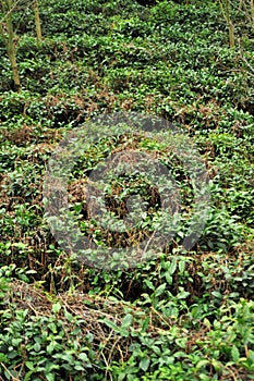 The withered vines twined around the tea trees in the deserted tea garden.The new is intertwined with the old.