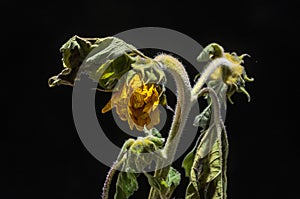 Withered withered sunflower flower isolated on black background