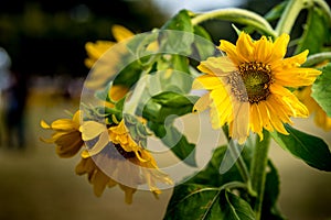 Withered yellow sunflower