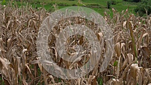 Withered and yellowing corn straw