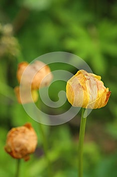 Withering blossoms of Trollius europaeus, the globe flower