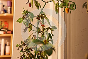 Withering chilli plant slowly drying and dying