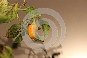 Withering chilli plant slowly drying and dying