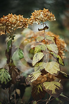 Withering dry hydrangea flowers, close-up.