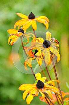 Withering Fall Flowers