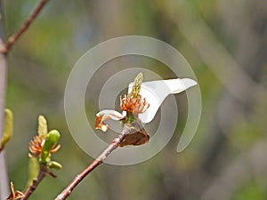 The withering flower of Yulania denudata