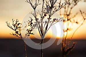 Withering flowers at sunset on Robacks fields in Umea