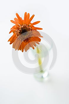Withering gerbera