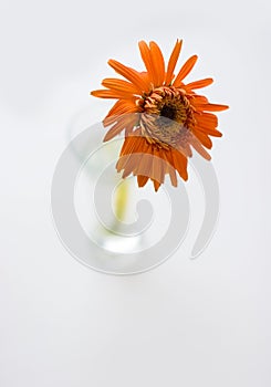 Withering gerbera