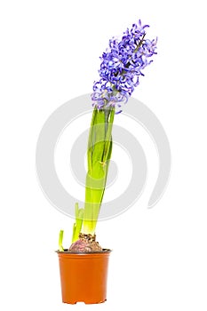 Withering Hyacinth flower