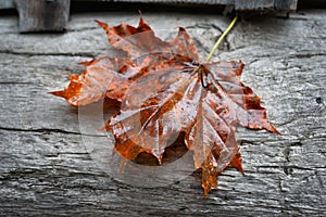 Withering leaf close-up. Fallen maple leaf. Selective focus