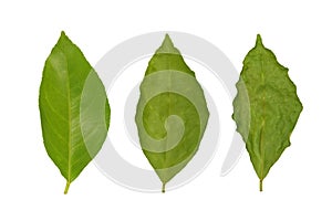 Withering of lemon leaf