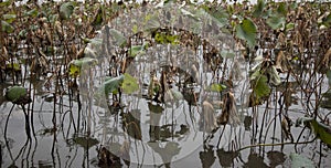 The withering lotus leaves on the lake in Guangzhou