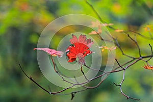 Withering maple leaf