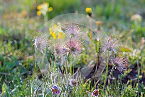 Withering Pasque flower