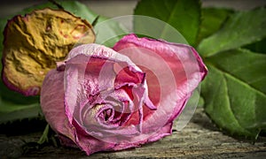 Withering pink rose