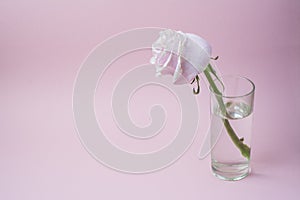 The withering pink rose in a glass