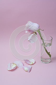The withering pink rose in a glass