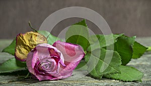 Withering pink rose