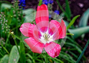 Withering pink tulip in garden close-up