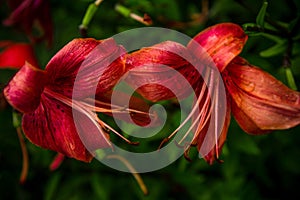 Withering red lilly in a summer garden