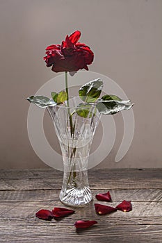 Withering red rose in a vase