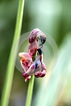 Withering red tulip falling petals