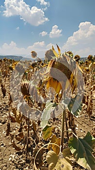 A withering sunflower droops against a vivid sky, epitomizing the struggle against prolonged dry conditions. The once