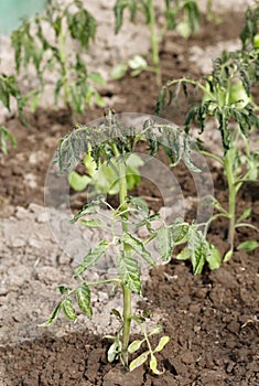 Withering tomato seedlings plant quality control with abnormal conditions of high temperatures and lack of water