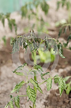 Withering tomato seedlings plant quality control with abnormal conditions of high temperatures and lack of water