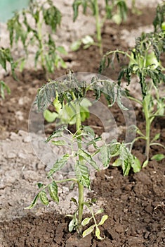Withering tomato seedlings plant quality control with abnormal conditions of high temperatures and lack of water photo